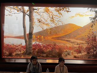 Two boys sitting in front of an exhibit at the American Museum of Natural History.